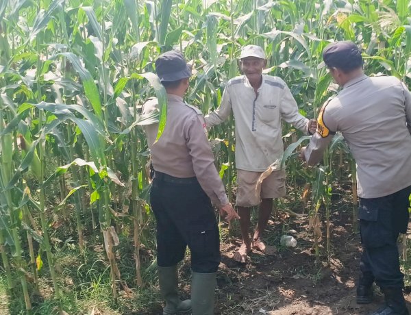 Polsek Balongbendo Dampingi Petani, Wujud Nyata Dukungan Ketahanan Pangan