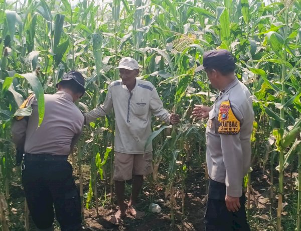 Polsek Balongbendo Dampingi Petani, Wujud Nyata Dukungan Ketahanan Pangan