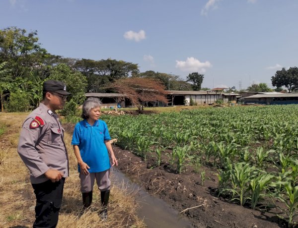 Polsek Taman Optimalkan Ketahanan Pangan Tanaman Jagung