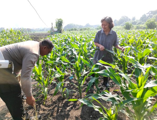 Polsek Taman Masifkan Patroli Ketahanan Pangan, Motivasi Petani Jagung