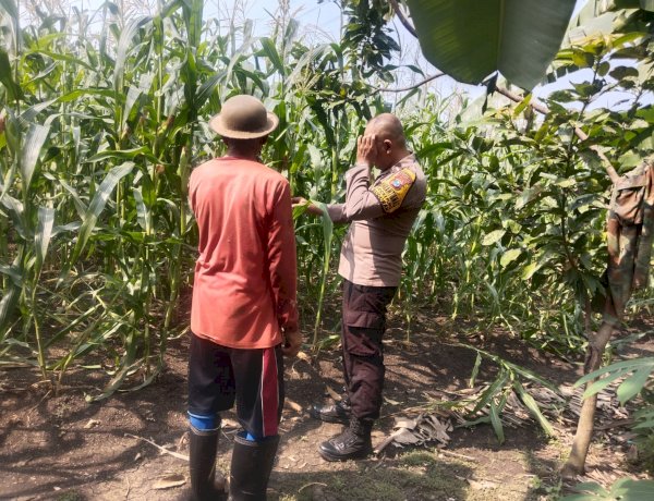 Polresta Sidoarjo Perkuat Swasembada Pangan, Dampingi Petani Buduran Kelola Jagung Hibrida Demi Ketahanan Pangan Nasional