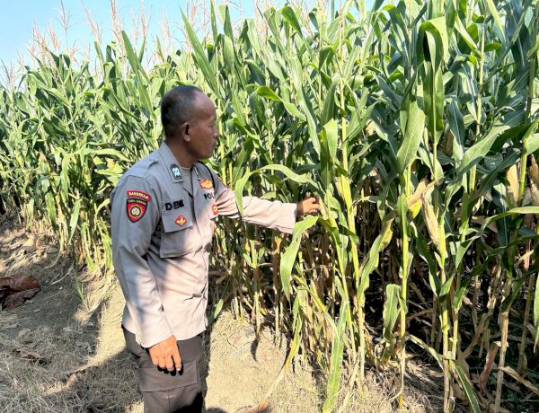Polresta Sidoarjo Perkuat Swasembada Pangan, Bhabinkamtibmas Prambon Kawal Pertumbuhan Jagung Menuju Panen Produktif