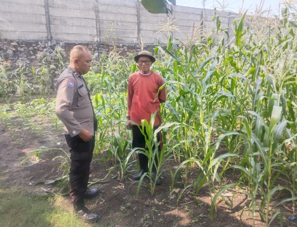 Ketahanan Pangan Polri Diperkuat, Bhabinkamtibmas Polsek Buduran Kawal Ladang Jagung Demi Sukseskan Swasembada Pangan
