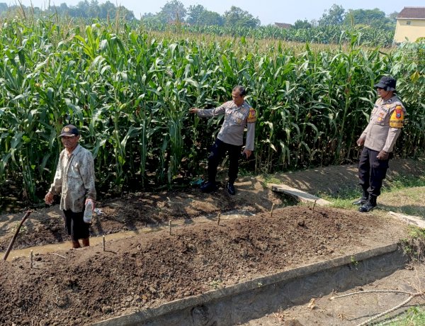 Kapolsek Balongbendo Tinjau Jagung Hibrida 1 Hektare untuk Perkuat Swasembada Pangan di Sidoarjo