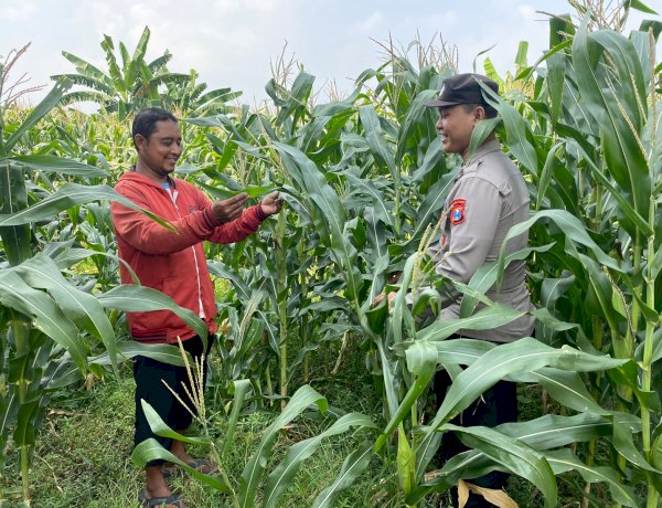 Sinergi Patroli Kamtibmas Polsek Tarik, Kawal Ketahanan Pangan Jagung di Sidoarjo