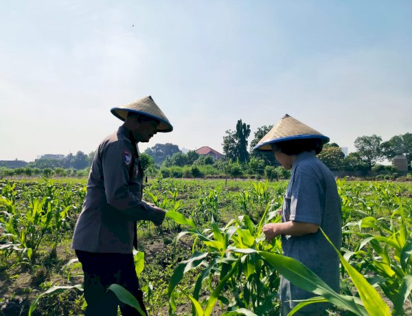 Bhabinkamtibmas Polsek Taman Sambangi Petani Jagung di Sepanjang, Dukung Ketahanan Pangan Nasional
