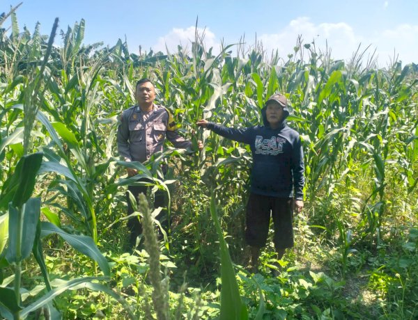 Antisipasi Hama, Polsek Gedangan Gandeng Petani Optimalkan Ketahanan Pangan Rawat Tanaman Jagung di Desa Punggul