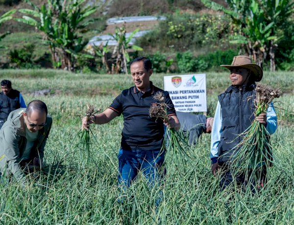 Satgas Pangan Polri Perkuat Swasembada Bawang Putih, Lahan Tanam di Sembalun Capai 534 Hektare