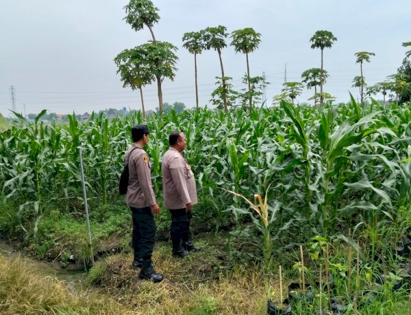 Bhabinkamtibmas Polsek Prambon Kontrol Lahan Jagung, Pertumbuhan Tanaman Normal