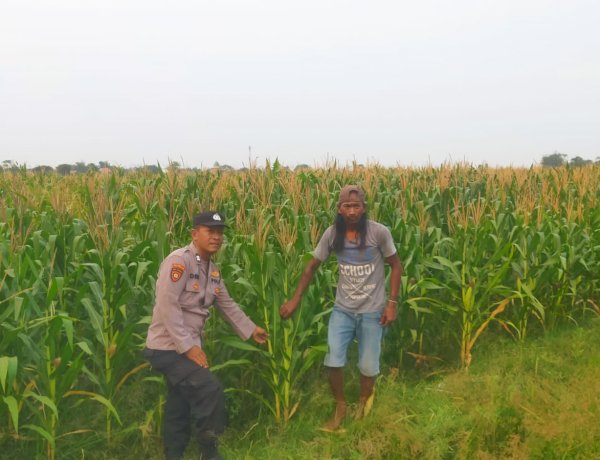 Polsek Prambon Sukseskan Ketahanan Pangan, Cek Pertumbuhan Jagung di Desa Bulang
