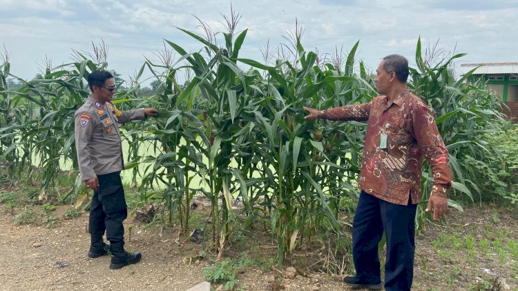 Polisi-di-Krembung-Rawat-Tanaman-Jagung-untuk-Dukung-Swasembada-Pangan