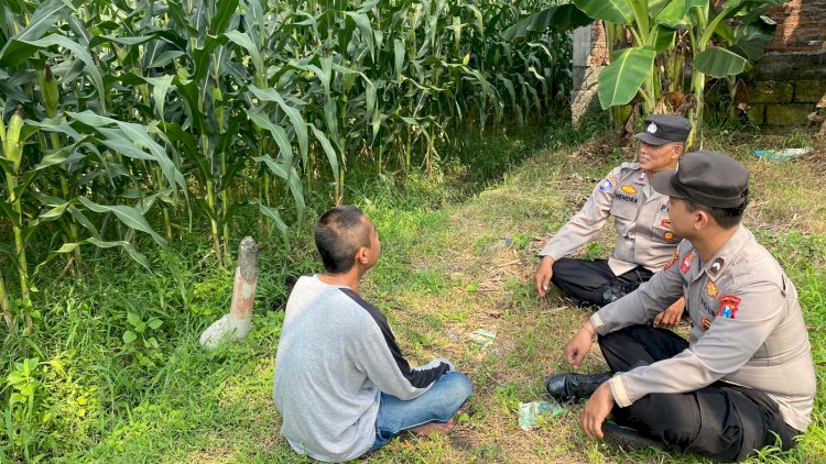Polsek-Tarik-Pantau-Perkembangan-Tanaman-Jagung-Guna-Swasembada-Pangan