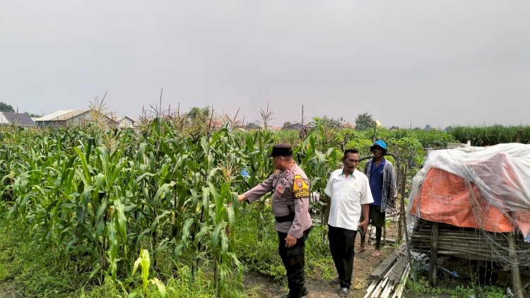 Bhabinkamtibmas-Desa-Gamping-Pantau-Pertumbuhan-Jagung,-Dukung-Program-Ketahanan-Pangan
