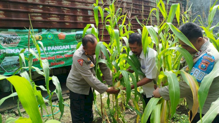 Polsek-Waru-Pantau-Pertumbuhan-Jagung-di-Desa-Pepelegi-untuk-Swasembada-Pangan