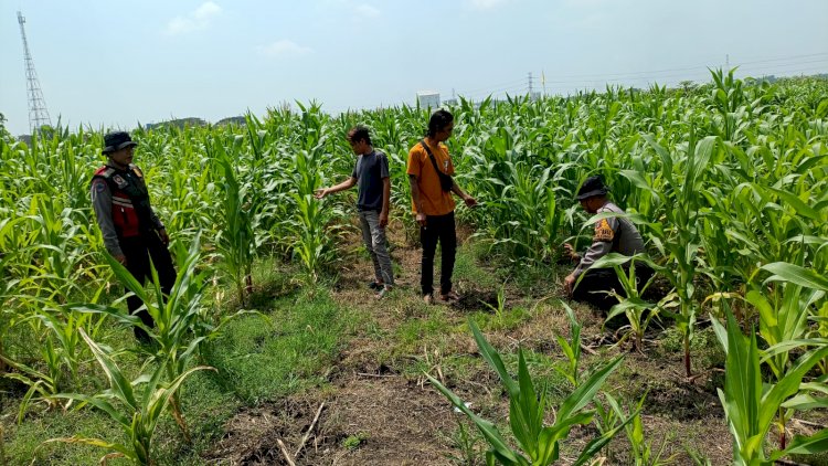 Polresta Sidoarjo Optimalkan Swasembada Pangan, Dampingi Petani Jagung di Krembung