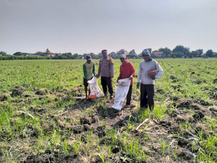 Polsek Tulangan Monitoring Perkebunan Tebu dan Dorong Swasembada Pangan di Desa Kajeksan