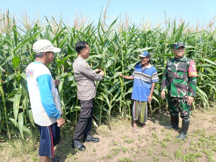 Polisi, TNI dan Petani Bersinergi Pantau Pertumbuhan Jagung di Desa Pesawahan Porong